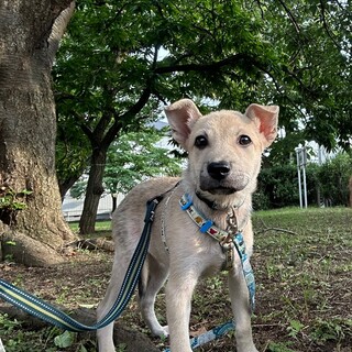 不思議な毛色3ヶ月の子犬すいちゃん