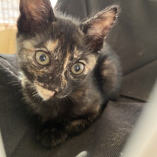 個性的な美黒サビ女子