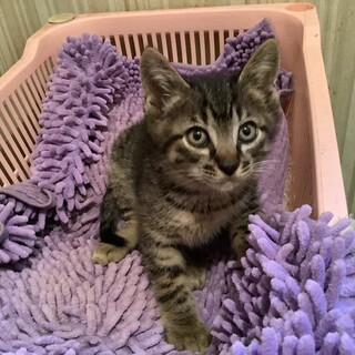 可愛い兄妹の仔猫をお願いします