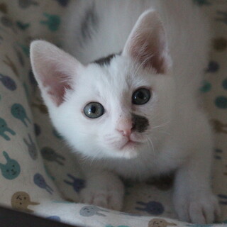 超甘えん坊でひょうきんなたまごM君