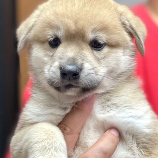 23-M191　モフモフ５兄妹の赤ちゃん！！