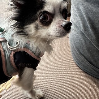 チワワ 10歳男の子