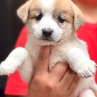 23-M192　可愛い一ケ月の仔犬♪