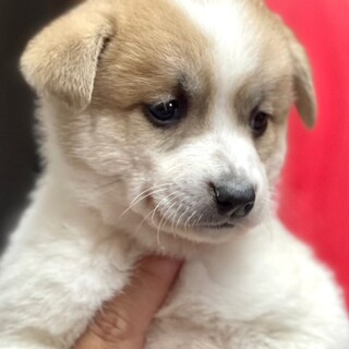 23-M193　ヨチヨチ赤ちゃんワンコ♪