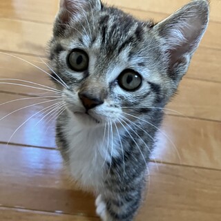 活発なマロン君2ヶ月