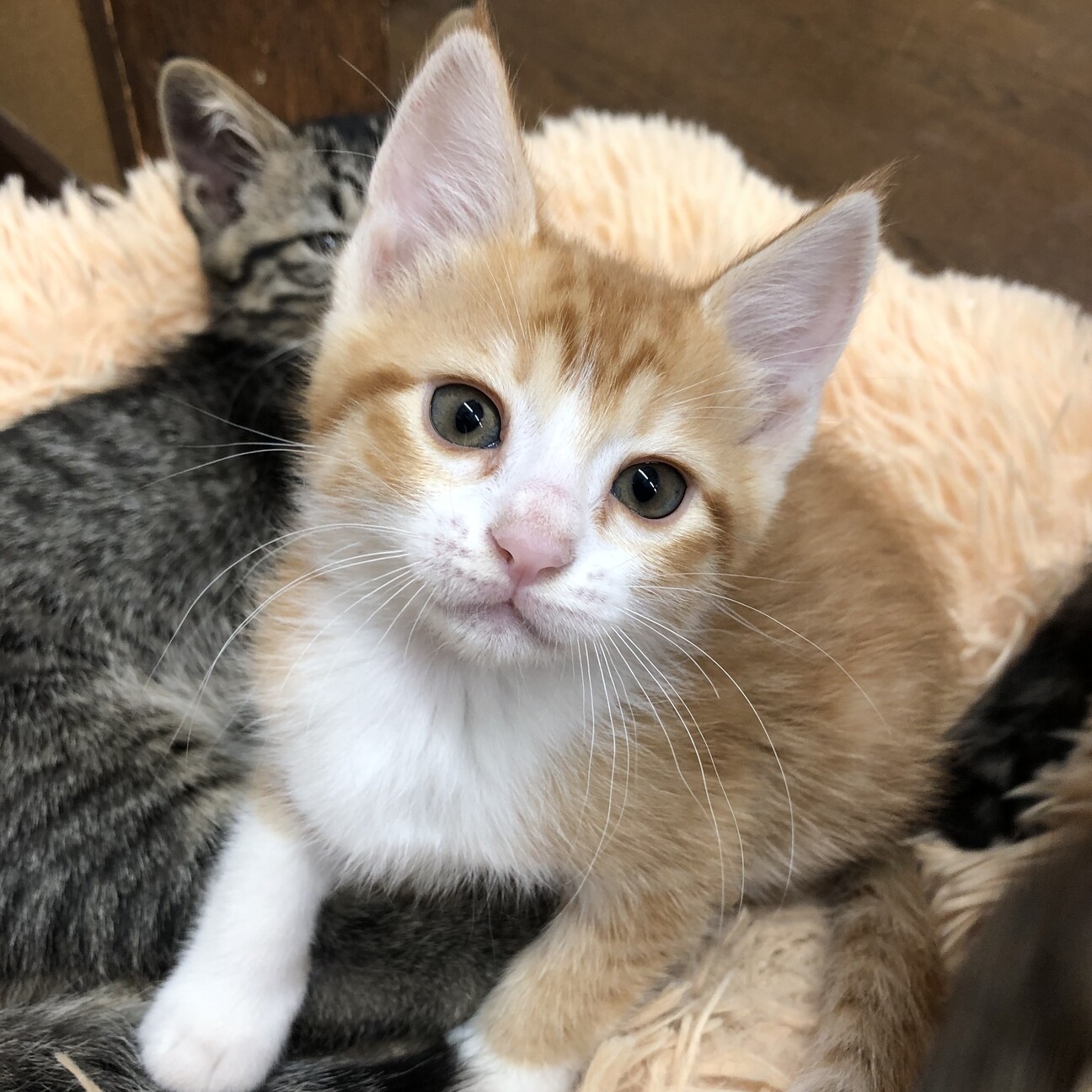 茶トラ白の女の子①2ヶ月」群馬県 - 猫の里親募集(458755) :: ペットの