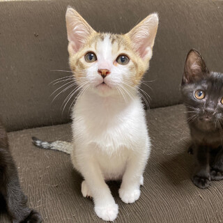 6/18譲渡会】クッキーくん