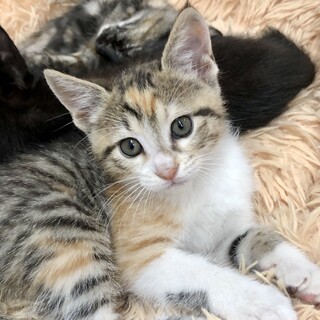 縞三毛の女の子・2ヶ月