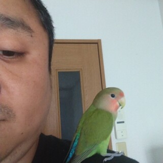 コザクラインコ譲ります