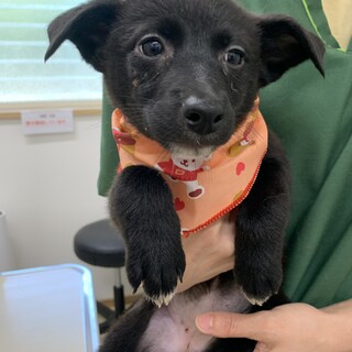真っ黒な可愛い仔犬ちゃん