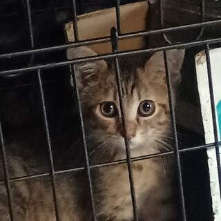 そろそろお留守番もできるかな、３ヶ月のキジ女子