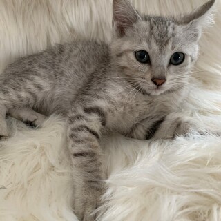 ゴロッゴロのシェリーちゃん♡