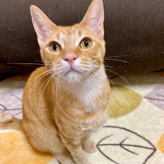 【6/18譲渡会】うすちゃくん