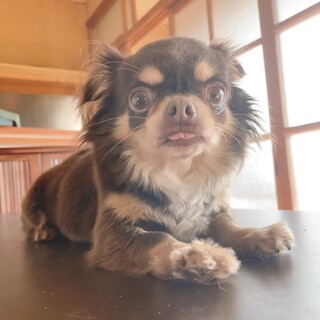チョコタンチワワの女のこです