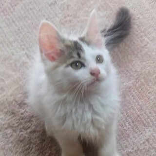 3兄妹　ふわふわ♡ぽんくん♡