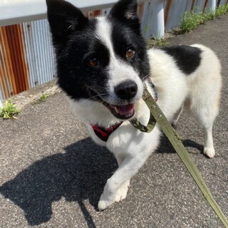 優しく控えめな性格の【アトリくん】