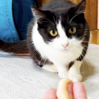 7/2譲渡会 はちわれの女の子１歳ノジコ