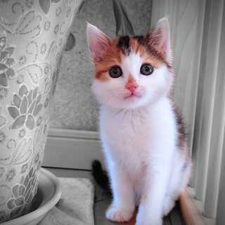 ７/２譲渡会 三毛の女の子１.５か月　紅緒