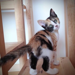 ７/２譲渡会 三毛の女の子 おんこ