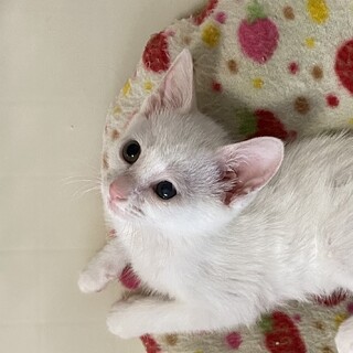 綺麗な白猫の女の子