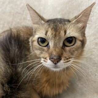 他猫舎の女の子の里親様募集