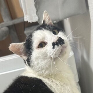 約8kgの大きな甘えん坊猫