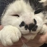 約8kgの大きな甘えん坊猫 サムネイル2