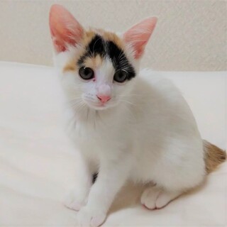 人馴れ抜群おてんば三毛シロ☆イチゴちゃん