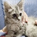 長毛・優雅な洋猫系・甘えっ子で温厚なベル姫
