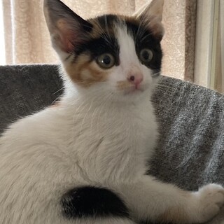 ありがとうございました★三毛猫すみれちゃん