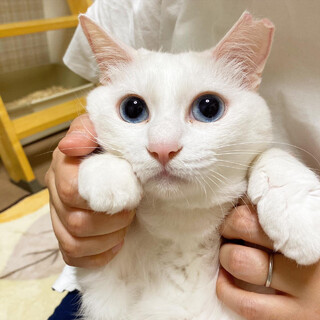 【6/18譲渡会】あんみつちゃん