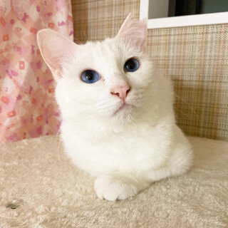 【6/18譲渡会】ハンデはスペシャルな印♬あんにん