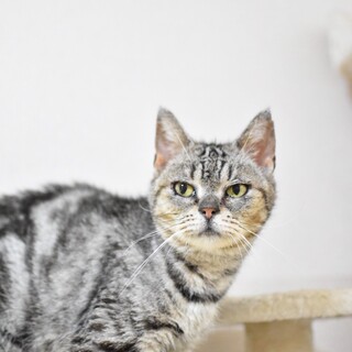 銀シャリちゃん