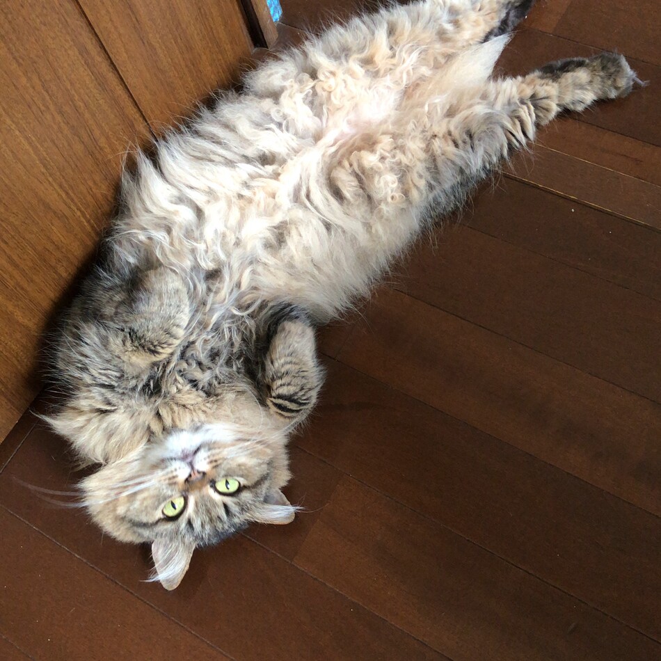 フォッコのカバー写真
