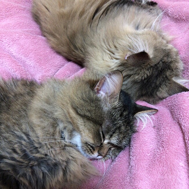 ふぉっこままのカバー写真