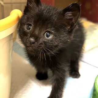 トライアル決定！黒猫ベビーのレンくん♡