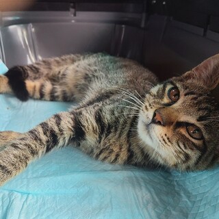 [保護猫]生後6ヶ月の男の子です