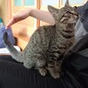 [保護猫]生後6ヶ月の男の子です サムネイル2