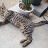 [保護猫]生後6ヶ月の男の子です サムネイル3