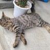 [保護猫]生後6ヶ月の男の子です サムネイル4