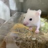 ゴールデンハムスター（クリームバンデット） サムネイル4