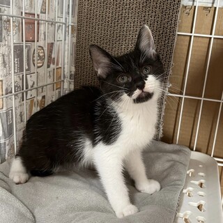 6/18西千葉ෆ⃛元気いっぱい５兄弟ෆ⃛ラスちゃん