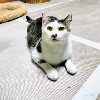 子供を守ってきた強くて優しいママ猫★あけみちゃん