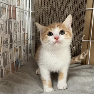 6/18西千葉ෆ⃛元気いっぱい５兄弟ෆ⃛テトくん