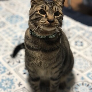 性格500点のキジくん