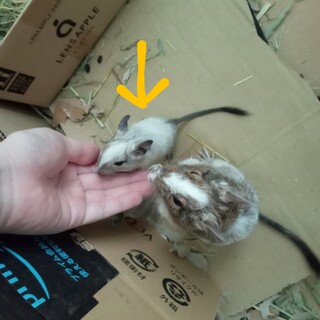 デグーマウスの赤ちゃん