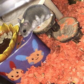 サイファイアブルーのジャンガリアンハムスター