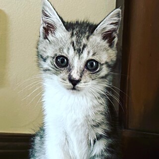 可愛いおっとり子猫姉妹を家族に迎えてください