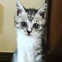 おっとり子猫姉妹を家族に迎えてください