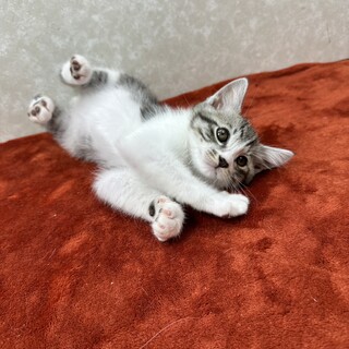 甘え上手、遊び上手‼️性格は顔にでる❤️カイト